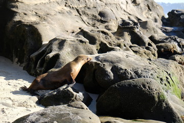 Seals