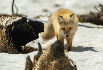 Red fox - prey in view