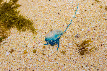 Blue jellyfish stranded on the beach among algae
