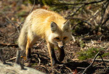Naklejka na ściany i meble Red Fox on the prowl