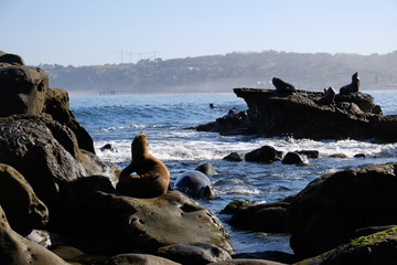 Seals