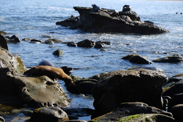 Seals