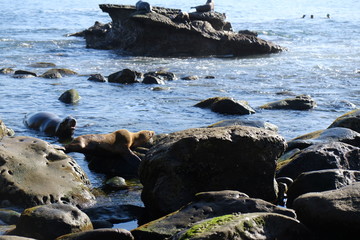 Seals