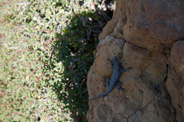 Lizard