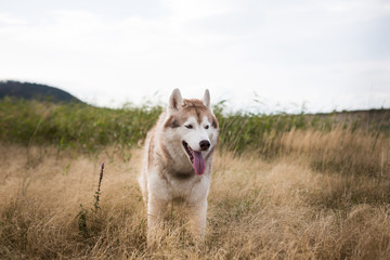 Portrait of free siberian husky dog with brown eyes standing in the field at sunset