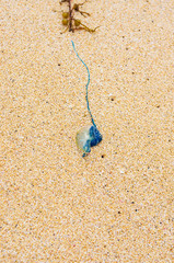 Blue jellyfish stranded on the beach among algae