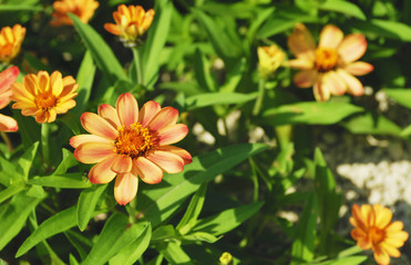 Fototapeta premium 花 素材