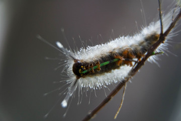 Close-up of moth Caterpillar, Hairy caterpillar isolated with blurred background