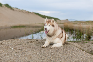 Beautiful siberian husky dog with brown eyes lying on the sand near the pond at seaside at sunset