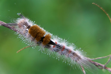 Close-up of moth Caterpillar, Hairy caterpillar isolated with blurred background