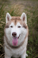 Close-up Portrait of cute beige and white siberian husky dog with brown eyes lying in the grass meadow at sunset