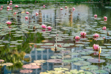 View of Multiple Pink Flowers Floating on Pond with Building reflected