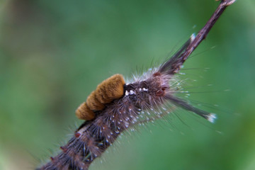 Close-up of moth Caterpillar, Hairy caterpillar isolated with blurred background