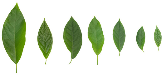 Seven avocado green leaves isolated over white