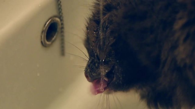 adorable, animal, animals, aqua, cat, clean, closeup, cosiness, cute, domestic, drink, drop, eye, feline, fluffy, funny, fur, furry, hair, indoors, kitten, licking, liquid, looking, mammal, metal, nee