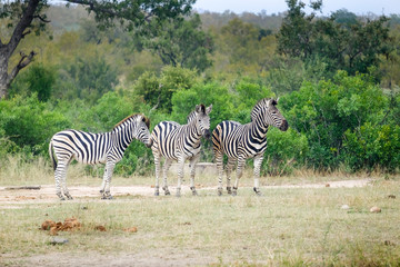 Fototapeta na wymiar Group of three Zebras in the wild