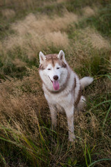 Portrait of gorgeous siberian husky dog with brown eyes sitting in the grass at sunset