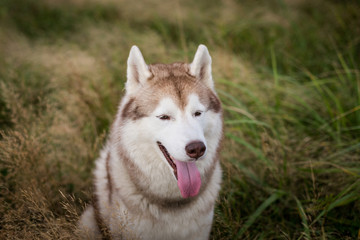 Profile portrait of happy and cute siberian husky dog with brown eyes sitting in the grass at sunset