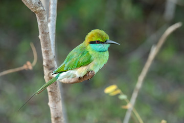 Green Bee-eater (Merops orientalis), Yala National Park, Sri Lanka	