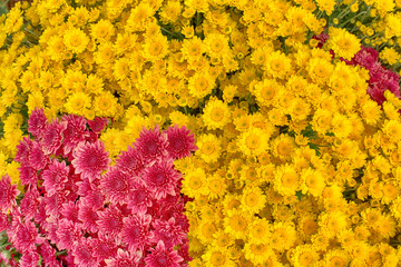 Close up of  Yellow and red Chrysanthemum daisy flower, Beautiful huge bouquet of Chrysanthemum floral botanical flowers and  Colorful background pattern blooming flowers, top view - Image