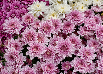 Close up of  Purple white and pink Chrysanthemum daisy flower, Beautiful huge bouquet of Chrysanthemum floral botanical flowers and  Colorful background pattern blooming flowers, top view - Image