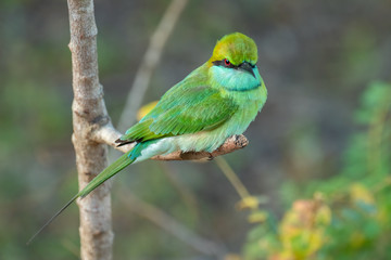 Green Bee-eater (Merops orientalis), Yala National Park, Sri Lanka	