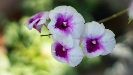 Beautiful white and purple flowers