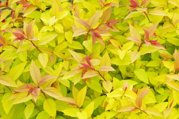 シモツケ・ゴールドマウンドの若葉