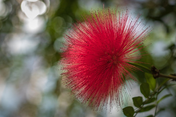 オオベニゴウカン