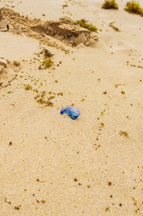 Blue jellyfish stranded on the beach among algae
