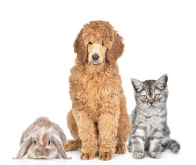 Cat, dog and rabbit sitting together in front view. Isolated on white background
