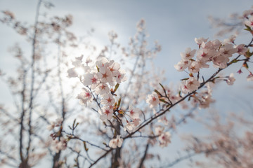 Blooming sakura tree on a background of blue sky, delicate spring natural background and texture