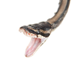 Naklejka premium Close up royal python with open mouth. Isolated on white background