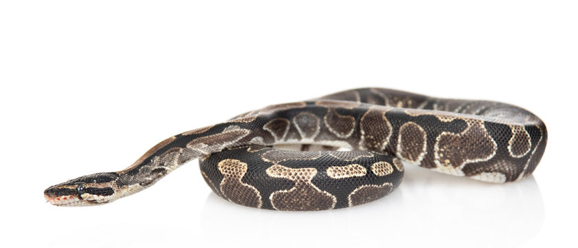 Python Head Side View