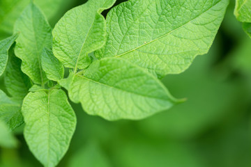 Macro of potatoes leaves, foliage nature background