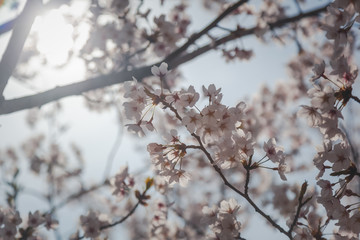 Blooming sakura tree on a background of blue sky, delicate spring natural background and texture