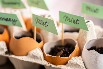 Organic seed starter pots