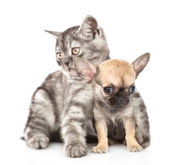 Cat hugging chihuahua puppy. Isolated on white background