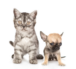 Cat and chihuahua puppy sitting together in front view. Isolated on white background