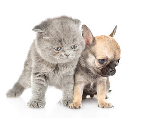 Fototapeta na wymiar Newborn kitten and chihuahua puppy looking away together. Isolated on white background