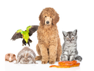 Large group of pets together in front view. Isolated on white background
