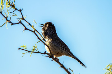 Cactus Wren sings at dawn in spring