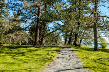 Fototapeta na wymiar trail by the coast on a sunny day with tall green trees on both sides and shadows of leaves on the path