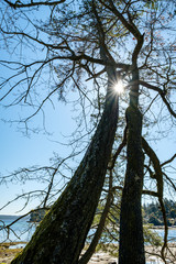 sun shining through the branches of two tall trees near the coast on a sunny day