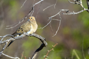 Mourning Dove in Arizona in spring