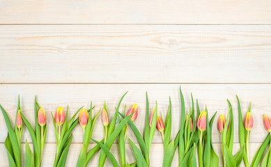 Tulips  over wooden background. Backdrop with empty space for text