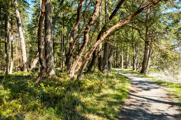 Fototapeta premium trail by the coast on a sunny day with tall green trees on both sides and shadows of leaves on the path