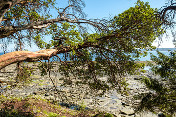 tree branches filled with green leaves reaching out to the coast on a sunny day