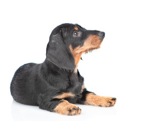 Dachshund puppy lying and looking away and up. isolated on white background