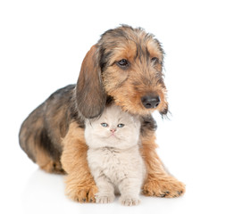 Dachshund puppy hugging gray kitten. isolated on white background
